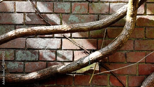 Obraz tree trunk on the wall