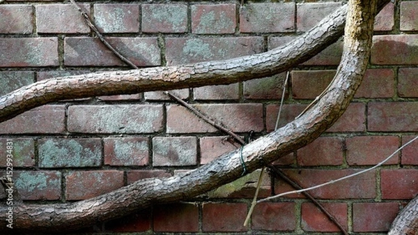 Obraz tree trunk on the wall