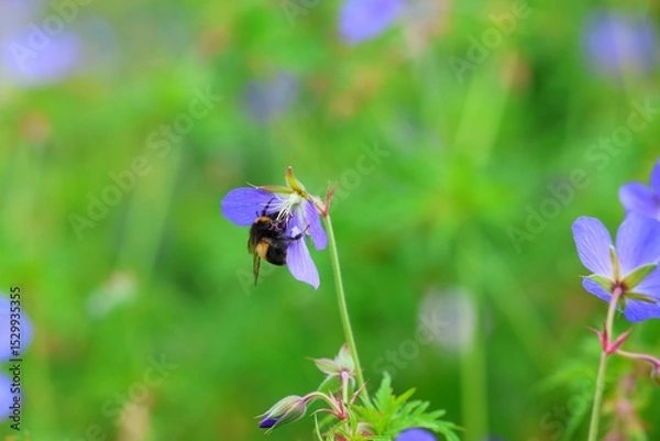 Obraz bee on a flower