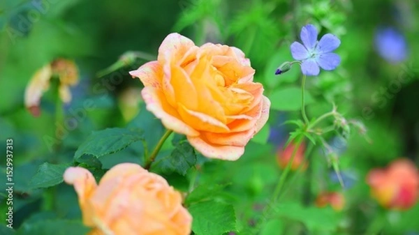 Obraz orange rose in the park