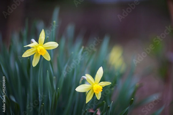 Fototapeta Blooming yellow daffodils at their summer cottage in spring Sunny day