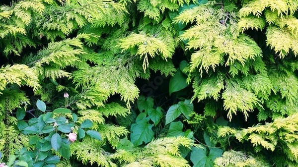 Obraz green leaves background