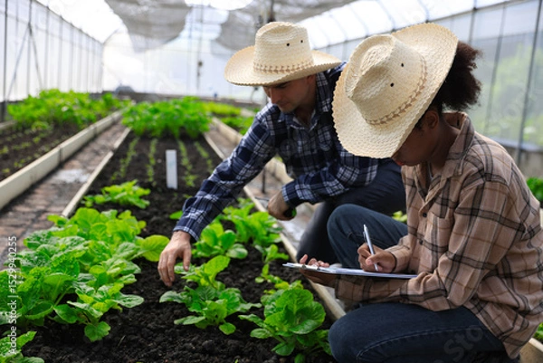 Obraz Two young farmers are working research vegetable project inside a greenhouse with digital tablet and walkie-talkie , green vegetables farm, smart farm 