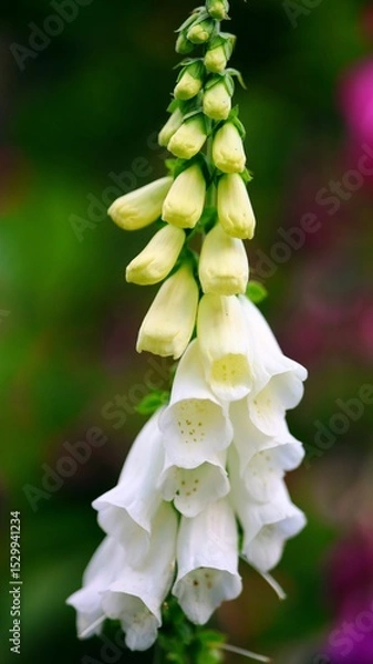 Obraz close up of finger-flower