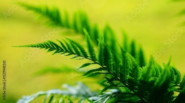 Obraz close up of fern