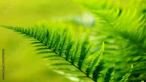 Obraz close up of fern