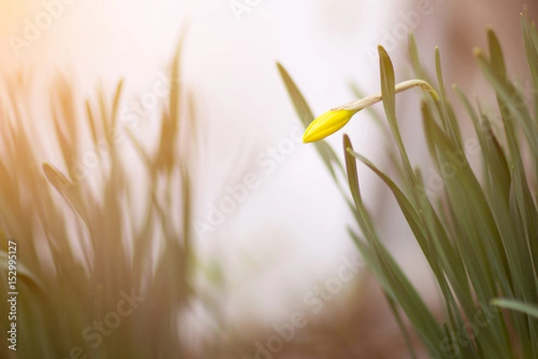 Fototapeta Bud of yellow daffodils at their summer cottage in spring Sunny day