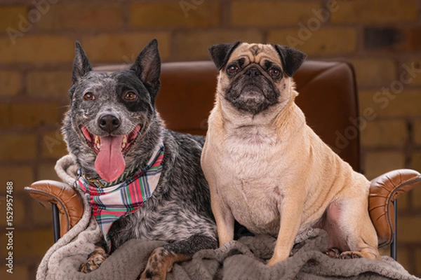 Obraz two dog friends, a pug and blue healer sitting next to each other shot in studio. 