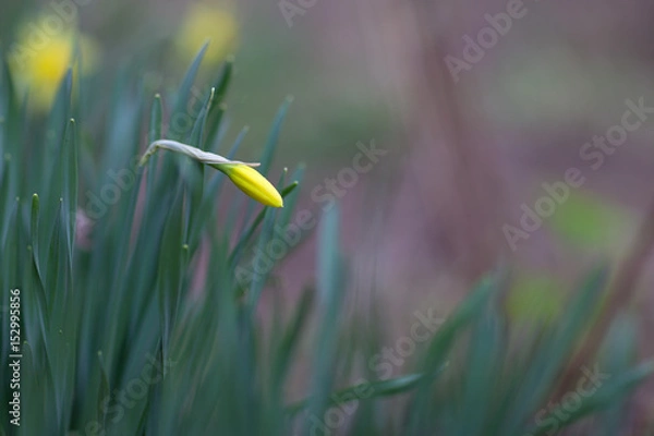 Fototapeta Bud of yellow daffodils at their summer cottage in spring Sunny day