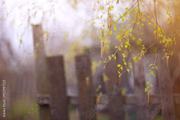 Fototapeta Kidney birch, branches, leaves on the first summer cottage on the background of wooden fence spring Sunny day