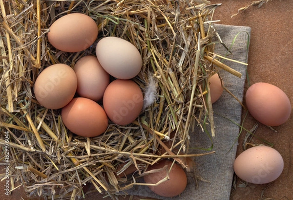 Obraz Farm brown eggs in nest straw. Rustic flat lay, top view