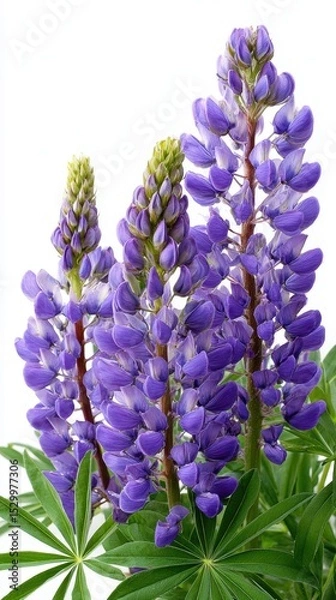 Obraz Close-up of vibrant purple lupine flowers against white background Ideal for editorial use, blog headers, emotional storytelling, or digital publications reflecting solitude, identity, and poetic visu