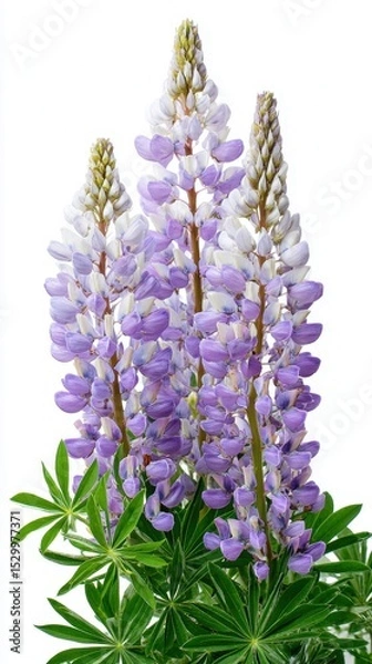 Obraz Delicate pale purple and white lupines on isolated background Ideal for editorial use, blog headers, emotional storytelling, or digital publications reflecting solitude, identity, and poetic visuals.