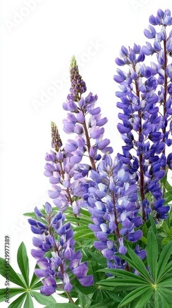 Fototapeta Arrangement of purple lupines on white for botanical design Ideal for editorial use, blog headers, emotional storytelling, or digital publications reflecting solitude, identity, and poetic visuals.
