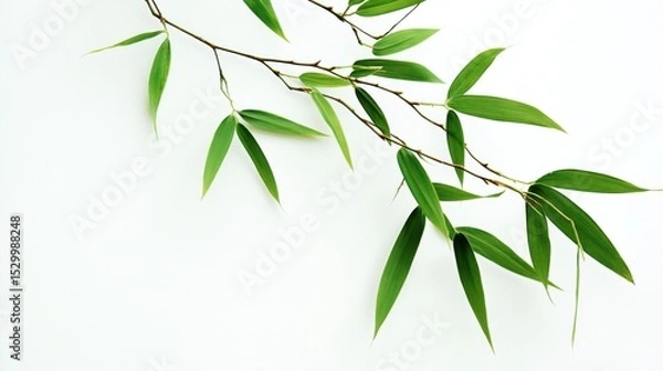 Obraz A delicate branch of bamboo with vibrant green leaves stands out against a pure white background, symbolizing nature's simplicity and elegance