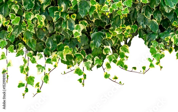 Obraz Caucasian ivy branches with green leaves as frame high border isolated
