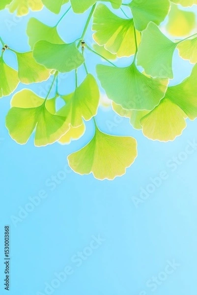 Obraz Green and yellow Ginkgo biloba leaves hang against a light blue sky backdrop, creating a peaceful, organic composition in natural daylight, showcasing the tree's unique foliage