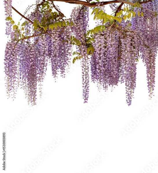 Obraz Wisteria flowering branch with hanging colorful flowers isolated on white with clipping path included. Flowers as Top border frame. Graphic element