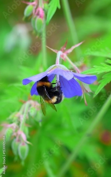 Obraz bee on a flower