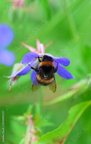 Obraz bee on a flower