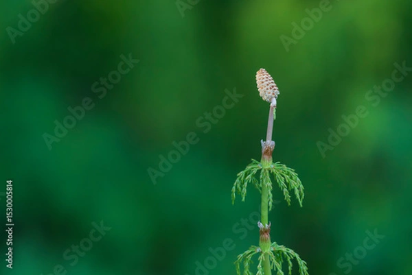 Fototapeta Field horsetail or Common horsetail (Equisetum arvense)