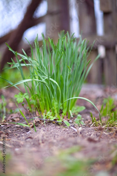 Fototapeta Sprouted garlic, green feathers, at their summer cottage in the spring and summer
