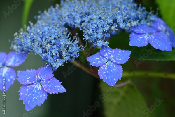 Obraz アジサイの花