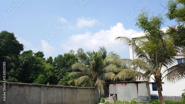 Obraz palm trees on the beach
