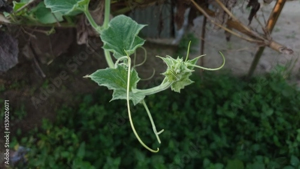 Obraz dew on the leaf