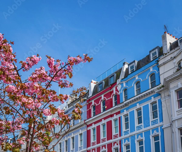 Fototapeta Vibrant London Row Houses with Cherry Blossoms in Spring at Notting Hill