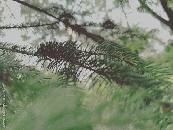 Fototapeta Détail d'un conifère, retro style. 