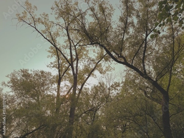 Fototapeta un forêt avec un ciel bleu, style retro.