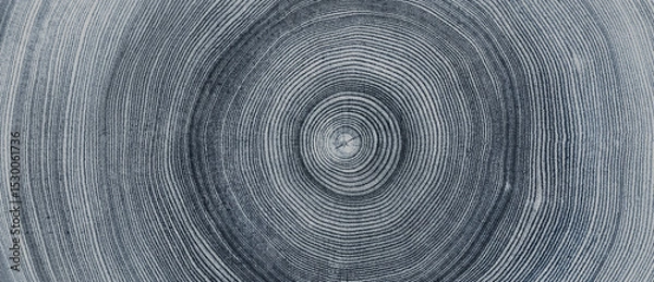 Fototapeta Faded denim blue gray cut wood texture. Detailed black and white texture of a felled tree trunk or stump. Rough organic tree rings with close up of end grain.
