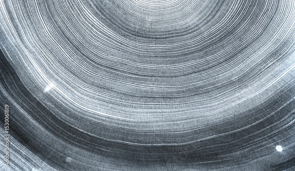 Fototapeta Faded denim blue gray cut wood texture. Detailed black and white texture of a felled tree trunk or stump. Rough organic tree rings with close up of end grain.