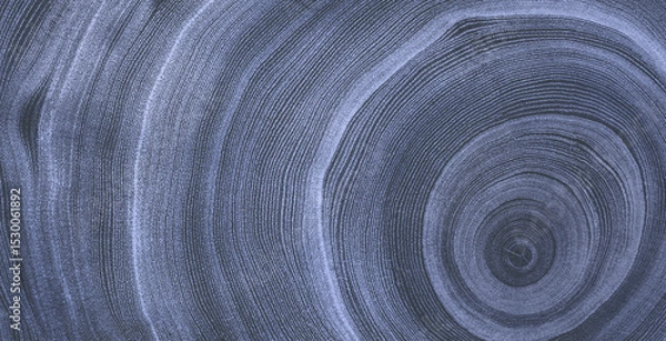 Fototapeta Faded denim blue gray cut wood texture. Detailed black and white texture of a felled tree trunk or stump. Rough organic tree rings with close up of end grain.