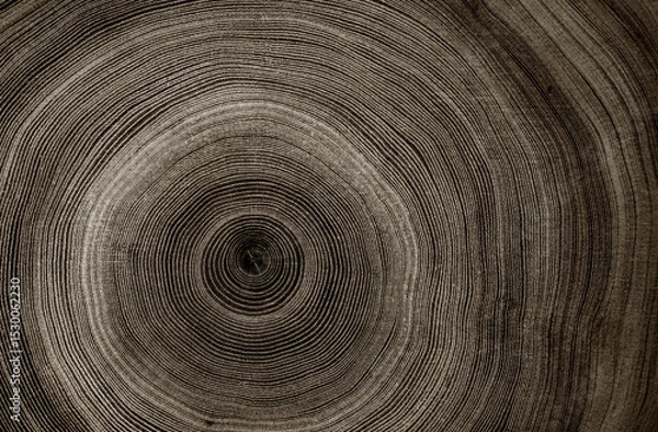 Fototapeta Warm gray cut wood texture. Detailed black and white texture of a felled tree trunk or stump. Rough organic tree rings with close up of end grain.