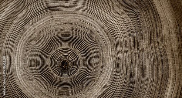 Fototapeta Warm gray cut wood texture. Detailed black and white texture of a felled tree trunk or stump. Rough organic tree rings with close up of end grain.