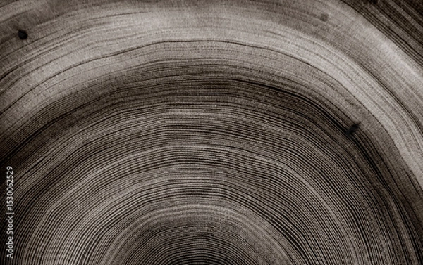 Fototapeta Warm gray cut wood texture. Detailed black and white texture of a felled tree trunk or stump. Rough organic tree rings with close up of end grain.