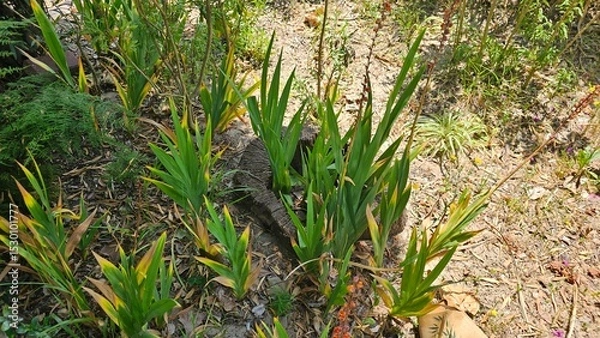 Fototapeta Green sprouts emerging from a cut tree trunk in dry soil — regeneration and nature resilience concept
