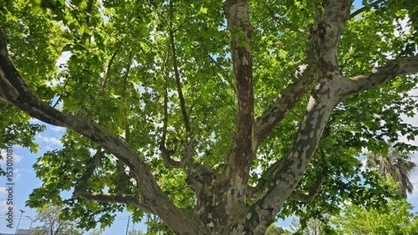 Fototapeta Large branching tree with green foliage in summer sunlight — nature canopy background