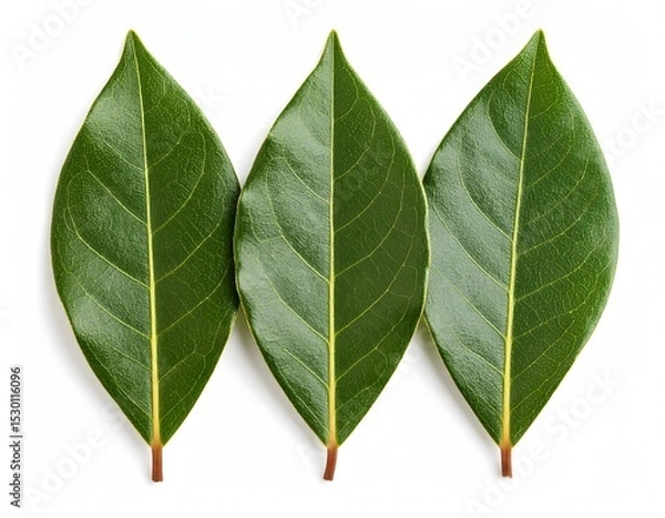 Fototapeta Three vibrant bay leaves Isolated on white background with a clear view of their texture and veins
