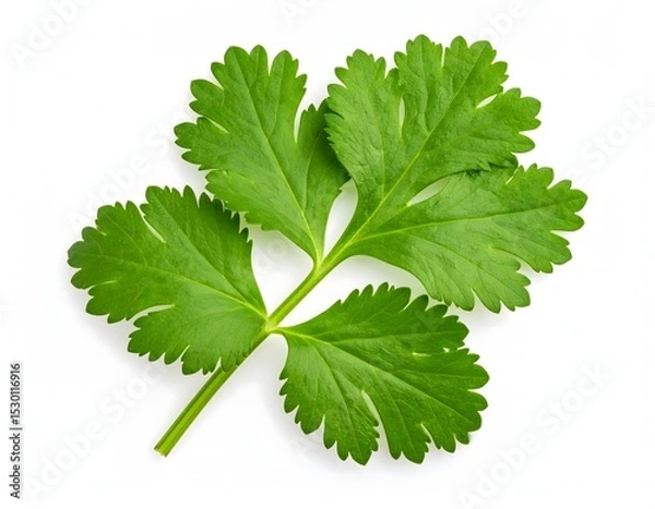 Fototapeta A fresh green coriander leaf, Isolated on white background and ready to enhance culinary delights