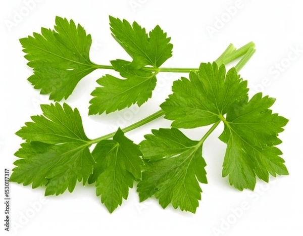 Fototapeta Fresh, vibrant celery leaves, captured in exquisite detail Isolated on white background