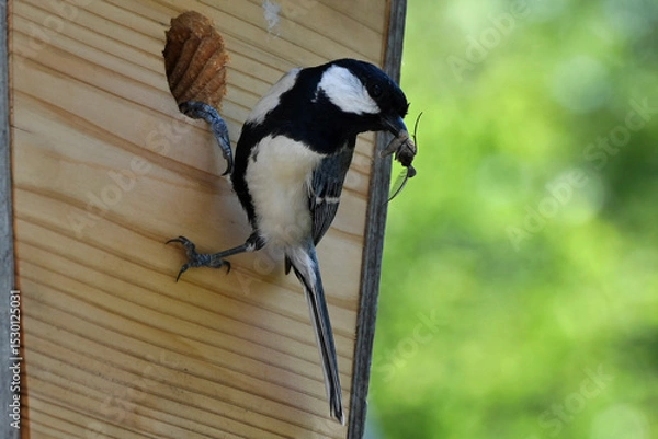 Obraz 四十雀の子育て