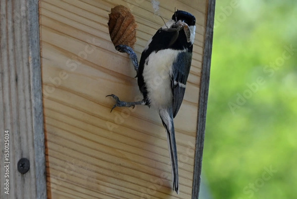 Obraz 四十雀の子育て