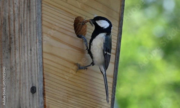 Obraz 四十雀の子育て