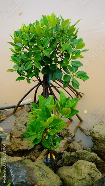 Obraz mangrove tree