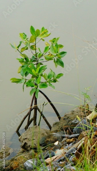Obraz mangrove tree
