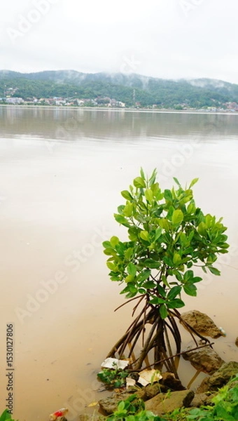 Obraz mangrove tree