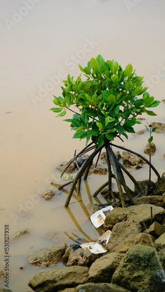 Obraz mangrove tree
